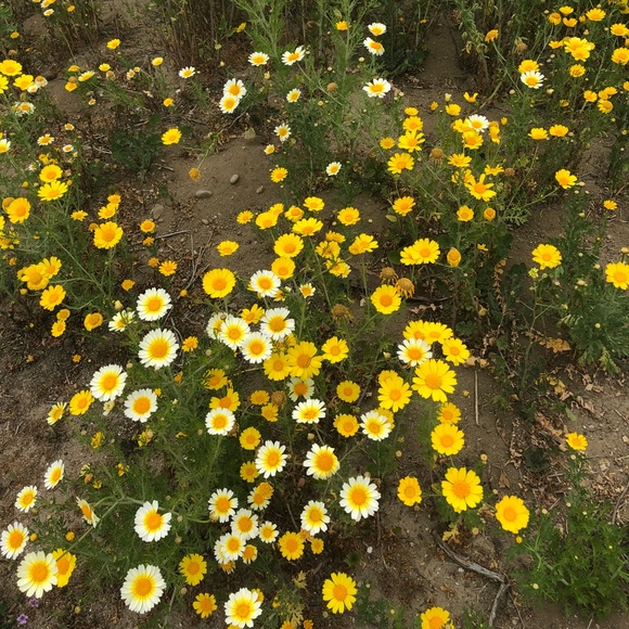 Meet Your Posher, Mari 🌻 - Picture 1 of 1